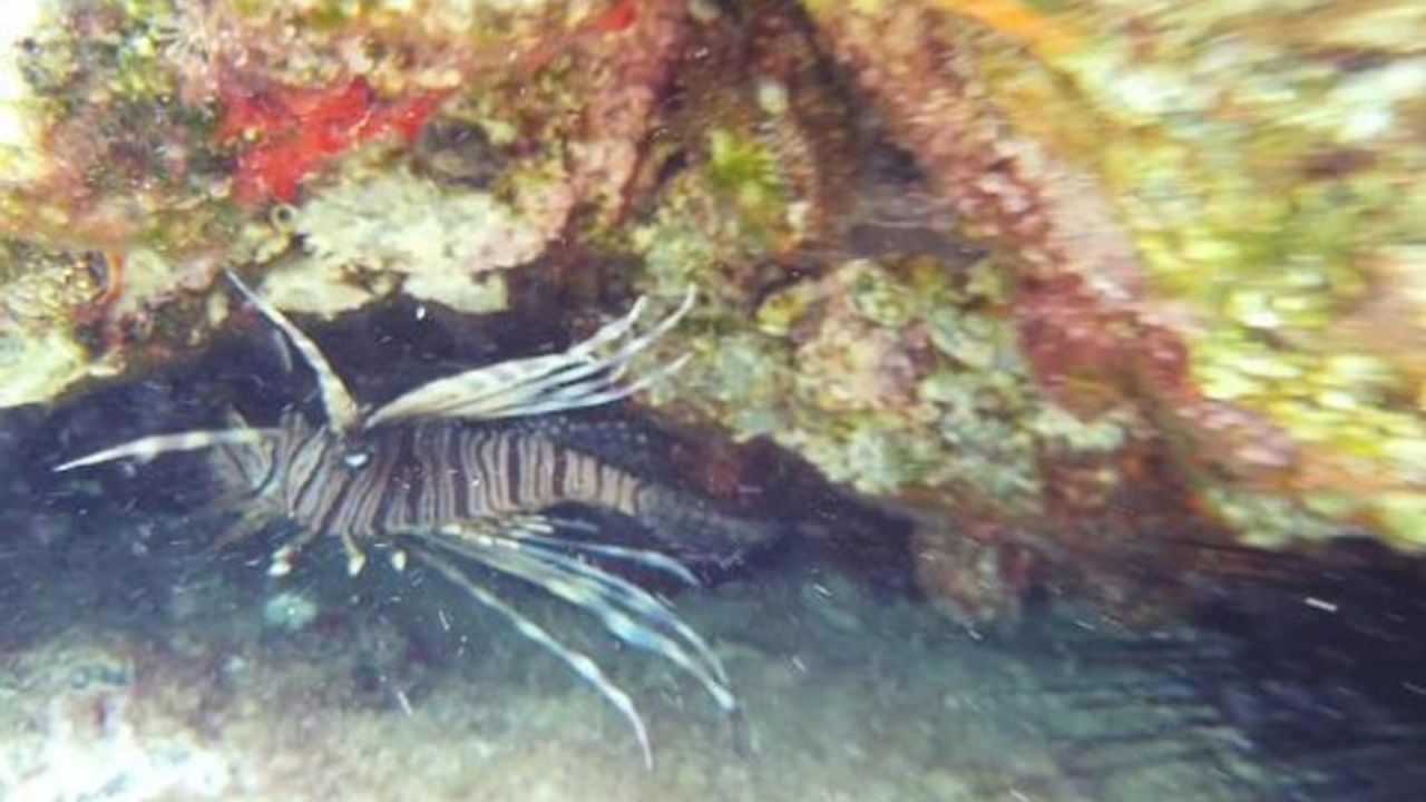 Kıyıdan 5 metre açıkta, 1 metre derinlikte zehirli aslan balığı 