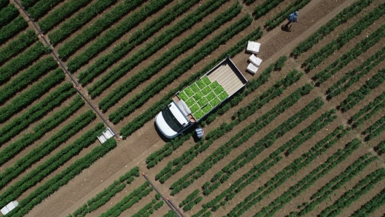 Çiftçilere yaklaşık 1,3 milyar liralık tarımsal destekleme ödemesi bugün yapılacak