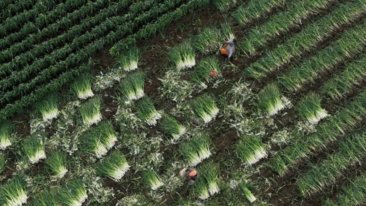 Çiftçilere yaklaşık 1,4 milyar liralık tarımsal destekleme ödemesi bugün yapılacak