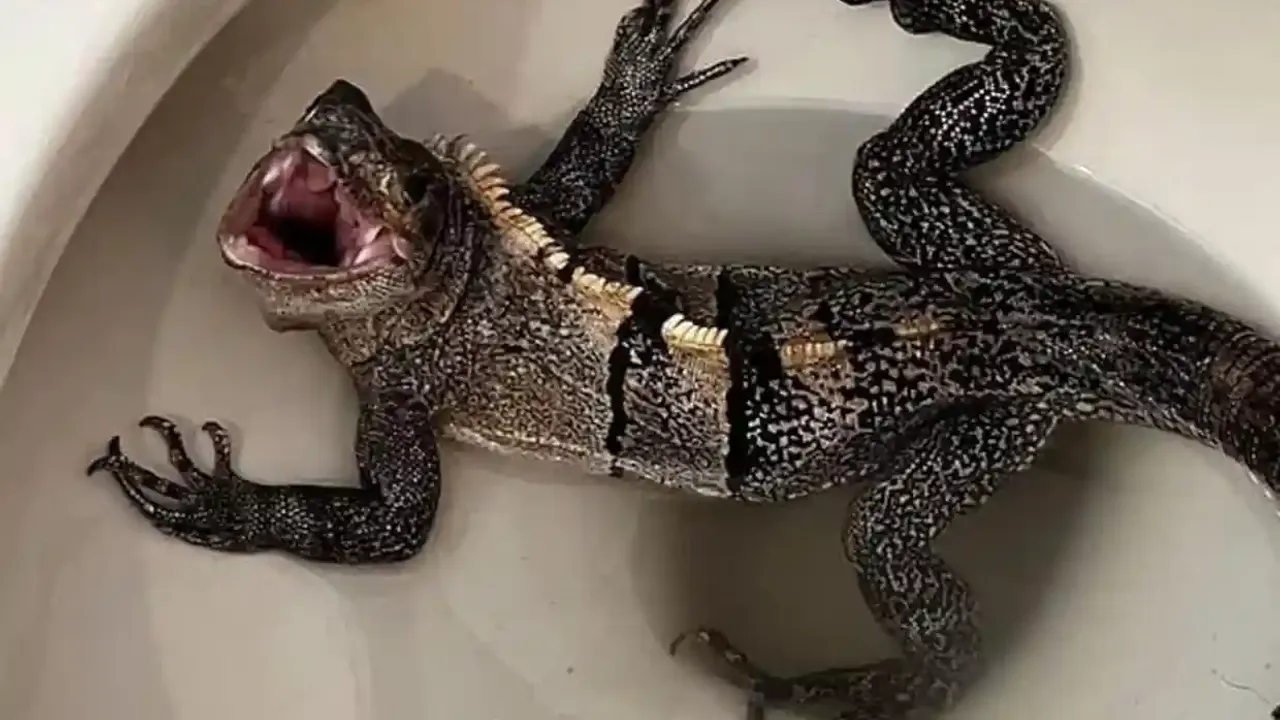 Florida'da bir adamın klozetinden iguana çıktı