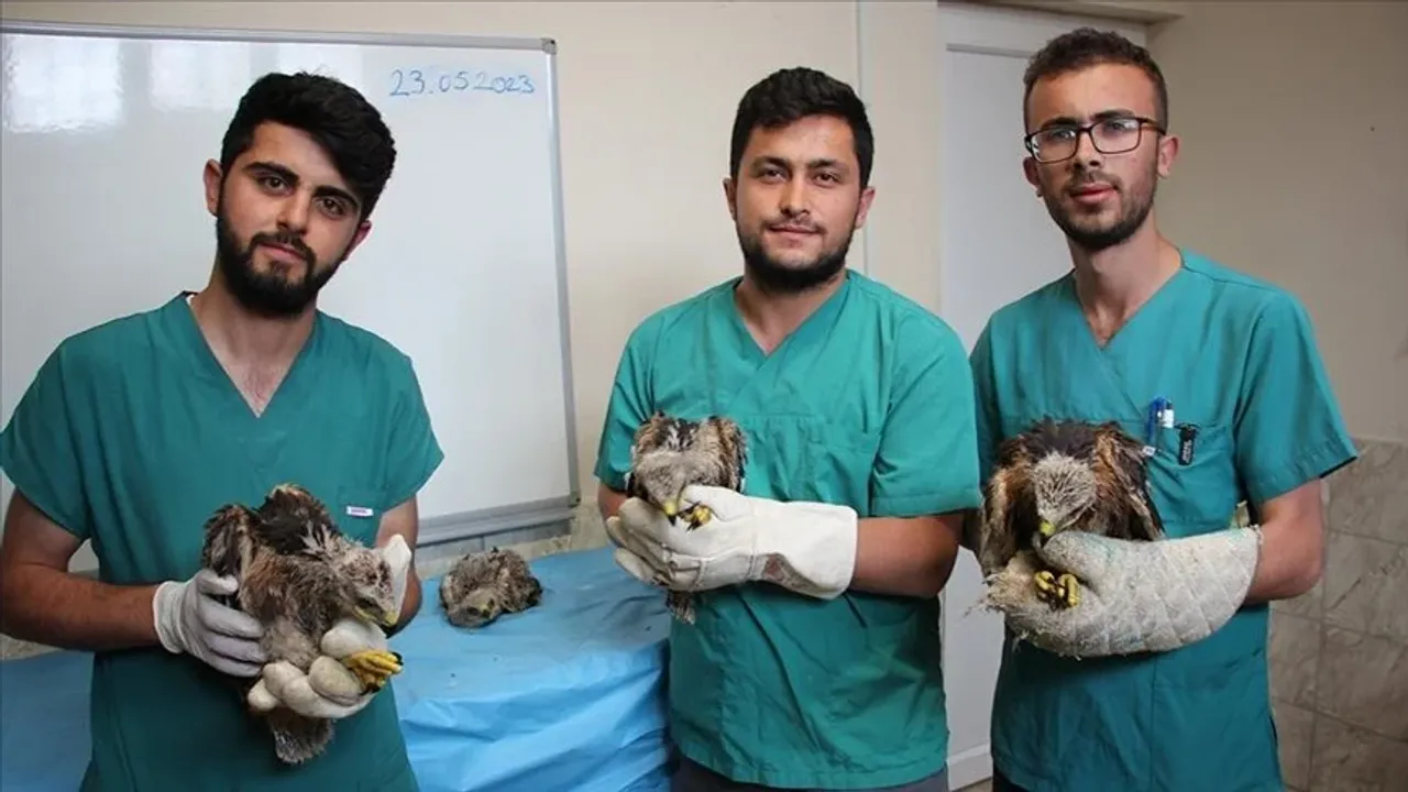 Karatay Hayvanat Bahçesi, annesiz kalan 4 kartal yavrusuna sahip çıktı
