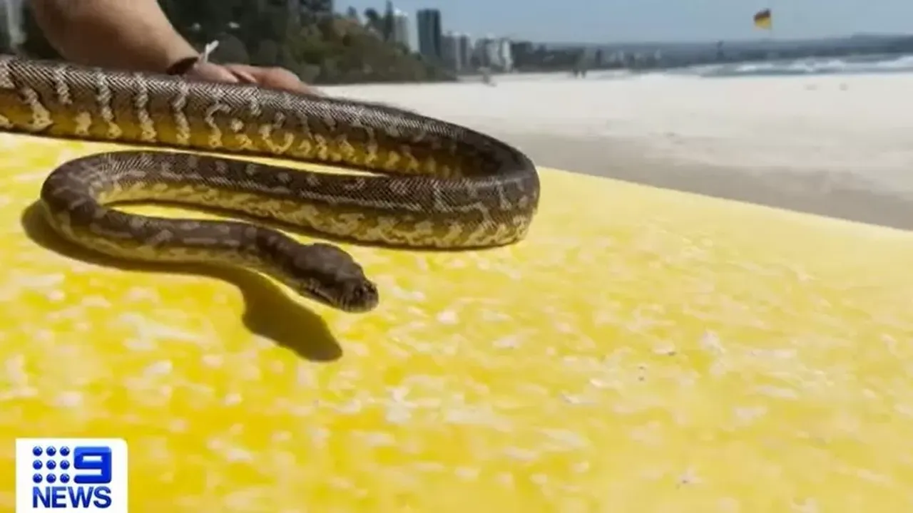 Avustralyalı adam evcil hayvanı yılanla sörf yapmaya götürdüğü için para cezasına çarptırıldı