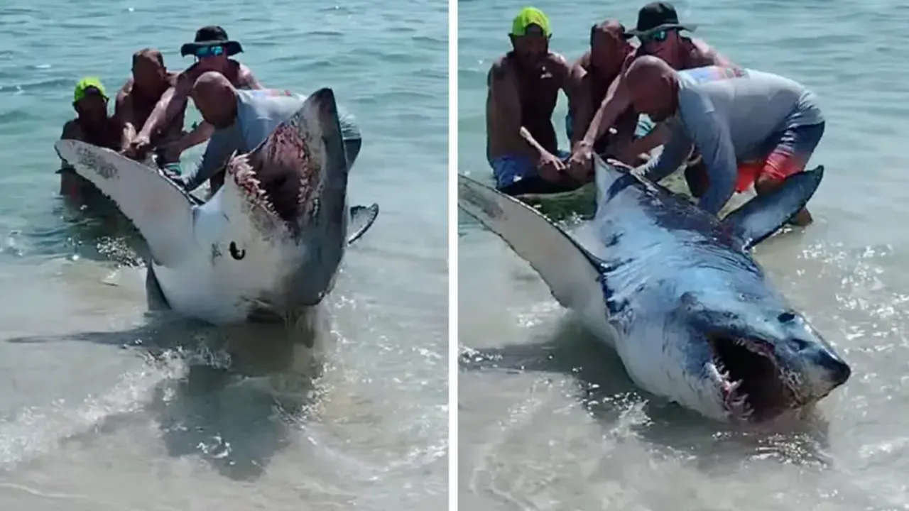 Florida sahilinde dev köpekbalığını kurtarma çalışanları