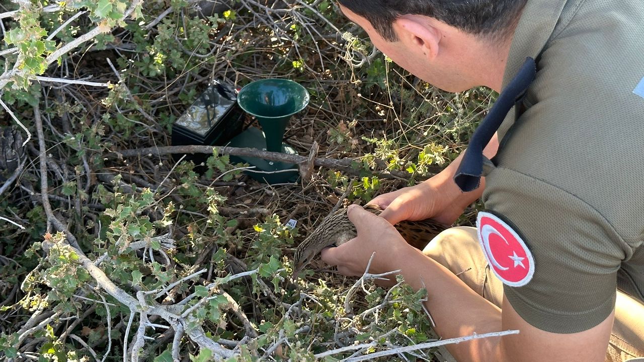 Mersin'de kuş tuzağına takılan bıldırcın kılavuzunu polis kurtardı