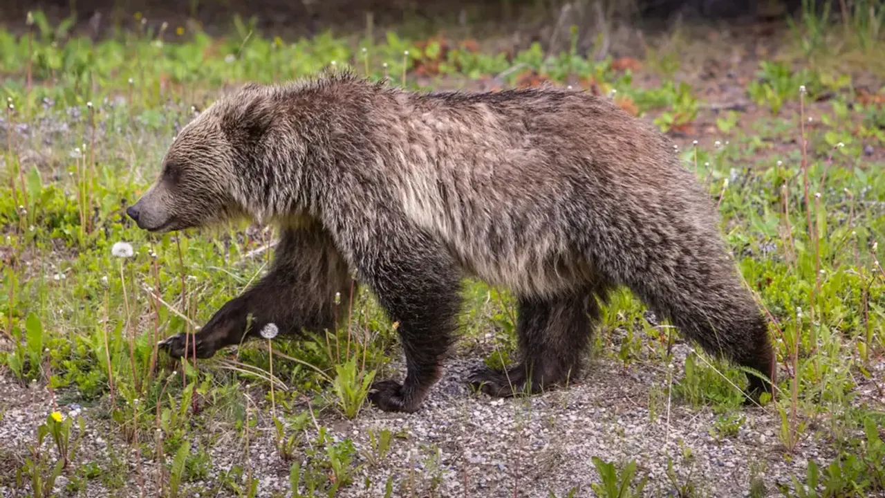 Kanada'nın Banff Ulusal Parkı'nda Grizzli ayı saldırısı: 2 kişi hayatını kaybetti