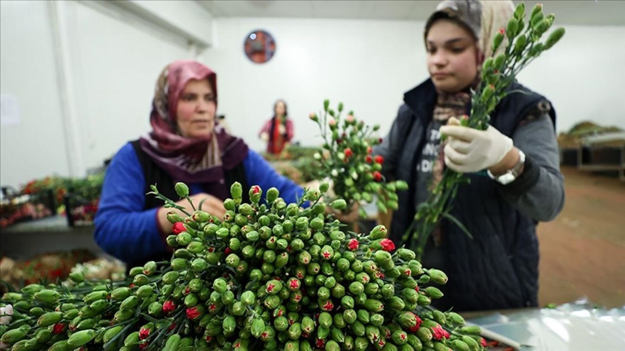 Dünyadaki sevgililere 70 milyon dal Türk çiçeği