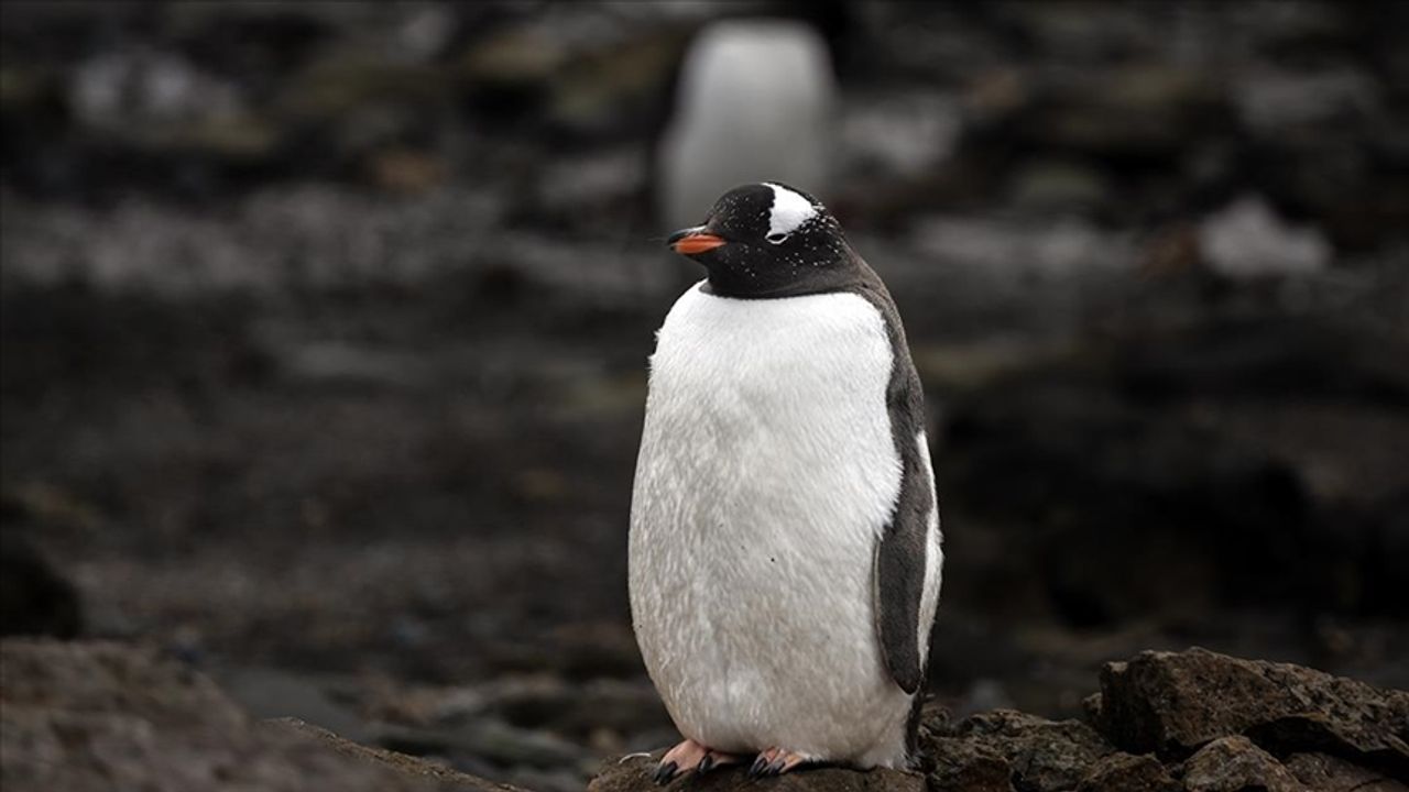 Falkland Adaları'nda yaşayan penguenlerde ilk kez kuş gribi görüldü