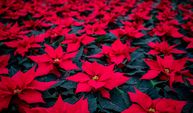 Çekya'da "Noel Yıldızı" çiçeği üretimi