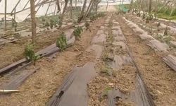 Amasya'da seraları bu kez fırtına vurdu