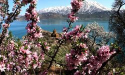 Çiçeklerle kaplanan Akdamar Adası'na fotoğrafçı akını