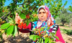 Manisa'da sezonun ilk kirazı 700 TL'den satıldı
