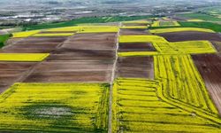 Trakya'da kanola, yerini ayçiçeğine bıraktı