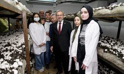 Ankara Üniversitesi sıfır kimyasal ile mantar üretti