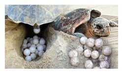 Caretta carettaların yumurtlama dönemi başladı