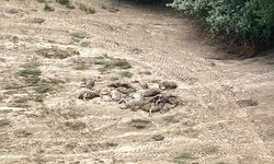 Kayseri'de sele kapılan 230 koyun öldü