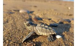 Küresel ısınma caretta carettaların erkek soyunu tehdit ediyor