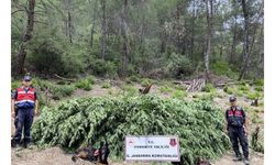 Ormanda ele geçirilen 55 bin kök kenevir imha edildi