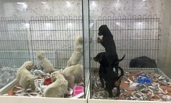Vitrinde kedi- köpek satışında son günler