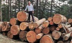 AK Parti'li Ceylan'dan 'anıt ağaç' kesimi tepkisi