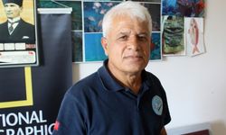 Balon balıkları, besin için dalgıçları takip ediyor
