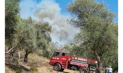 Bodrum'da orman ve makilik yangını 
