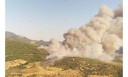 Manisa'da orman yangını