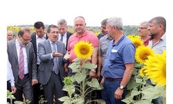 Pakdil, çayır tırtılının zarar verdiği ayçiçeği tarlalarını inceledi