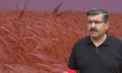 'Tahıl ambarı'nın hasat sezonunda 2 milyon tonun üzerinde rekolte bekleniyor