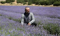 Türkiye'de lavanta üretilen alan 20 bin dekara yükseldi