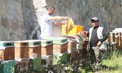 Anzer balında sağım başladı; 1 ton ön sipariş var