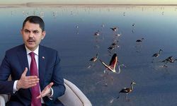 Bakan Kurum: Tuz Gölü flamingo cenneti olmaya devam edecek