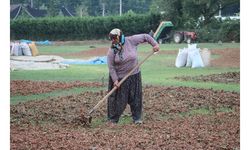 Fındık hasadı bitti, nöbet başladı