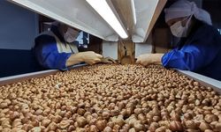 Fındıkta 2 milyar dolarlık ihracat hedefi