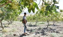 Fıstığın kilosu 170 TL olunca üreticinin uykusu kaçtı