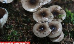 Karadeniz'de 20 yeni mantar türü keşfedildi