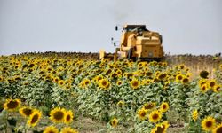 Kuraklığa dayanıklı tohum, ayçiçeği verimini artırdı