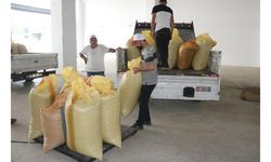 TMO, Ordu'da fındık alımına başladı