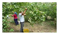 Trabzon’da erken fındık hasadı 