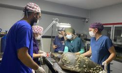 7 bin 784 yaban hayvanı, tedavi edilerek doğaya bırakıldı