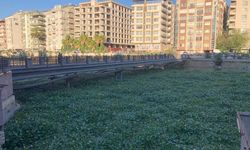 Asi Nehri'nde su sümbülü istilası