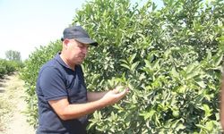 Hasadına hazırlanılan limon dalında 8 liraya satılıyor