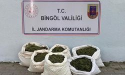 İçişleri: Bingöl'de 3 milyon 257 bin kök kenevir ele geçirildi