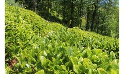 Karadeniz'de yağışlar azaldı, çayda rekolte düştü
