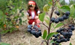 Karadeniz'in yeni meyvesi aronya için hasat zamanı