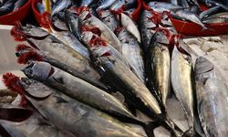 Karadeniz'de palamut bolluğu
