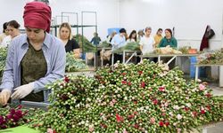 Kraliçe Elizabeth'in cenazesi için Türkiye'den 1,5 milyon dal karanfil