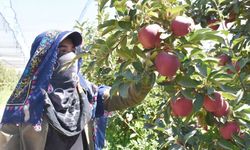 Niğde elması yurt dışına ihraç ediliyor