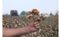 Renkli pamuklar bu yıl 3 bin dönüme ekildi