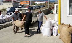 Trabzon'da fındık kurudu, alım rötarlı başladı