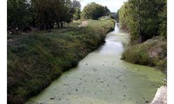 Tunca Nehri otlarla kaplandı, Bayır Deresi çöplüğe döndü